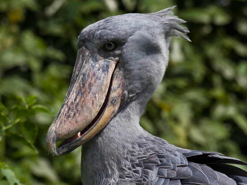 fure Vi ses skraber 7 Scary Bird Species | Holbrook Travel