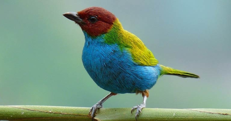 Bay-headed Tanager