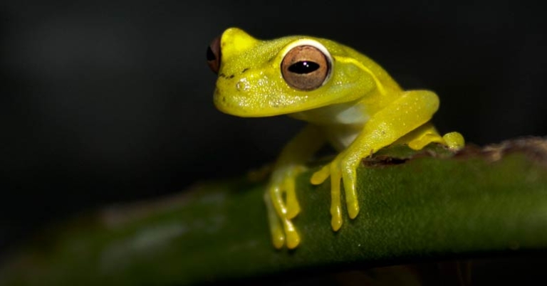 La Loma tree frog
