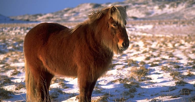 Andreas Tille Icelandic Horse