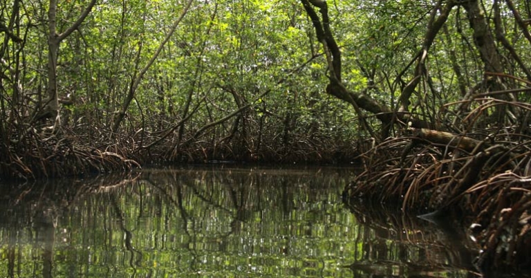 Mangroves in Bocas del Toro