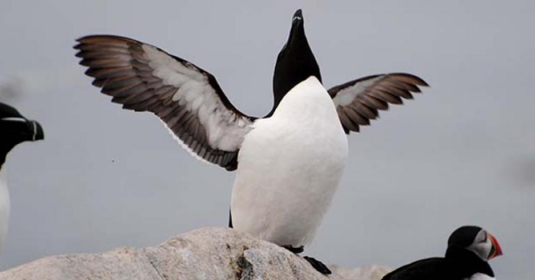Razorbill