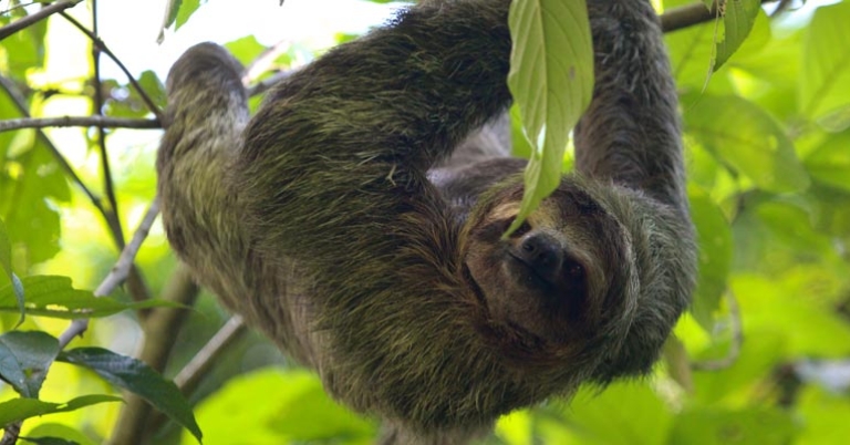 Three-toed sloth