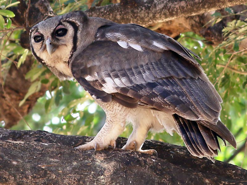 Owls Around the World Holbrook Travel