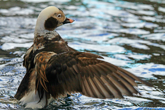 The 2019 Great Backyard Bird Count Holbrook Travel