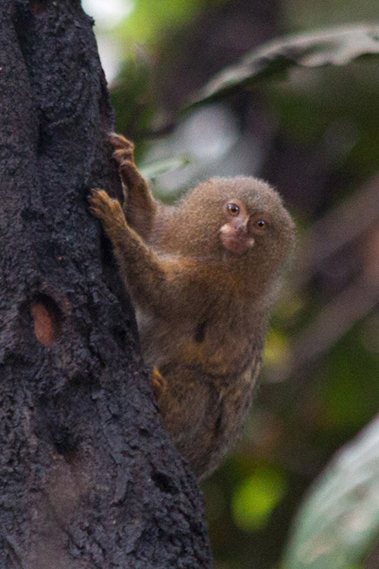 Just Climbing a Tree