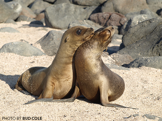 Sea Lion Kisses