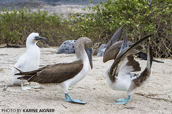 Galapagos Islands, Ecuador