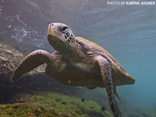 Galapagos Islands, Ecuador