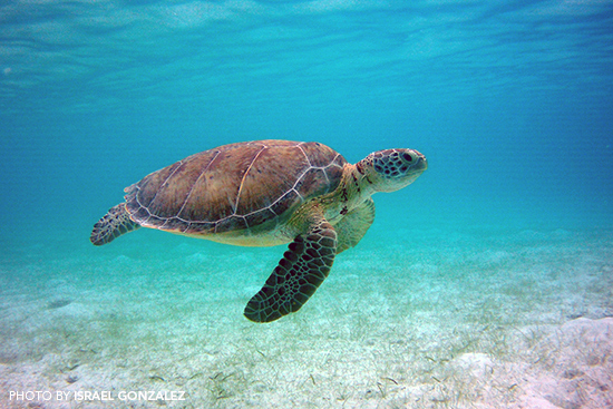 Photo Gallery: Snorkeling with Sea Turtles in the Yucatan | Holbrook Travel