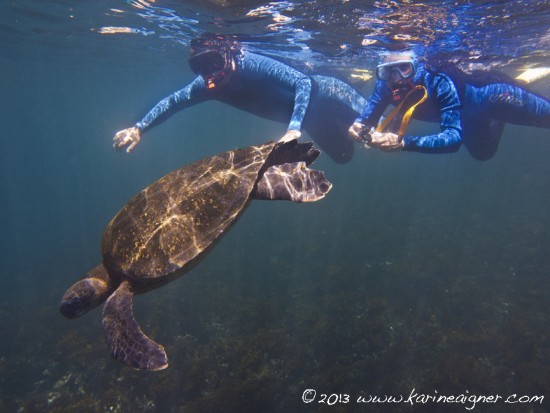 Snorkeling with Sea Turtle by Karine Aigner