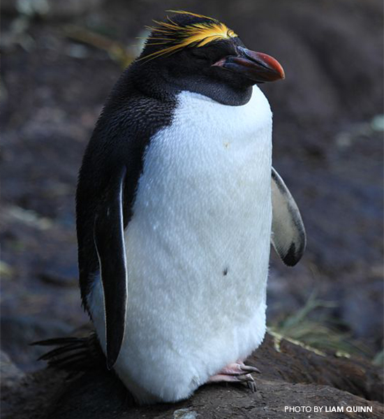 Macaroni-Penguin