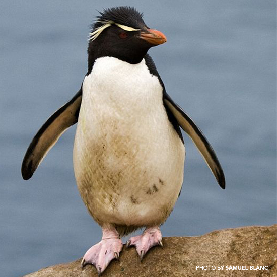 Rockhopper-Penguin