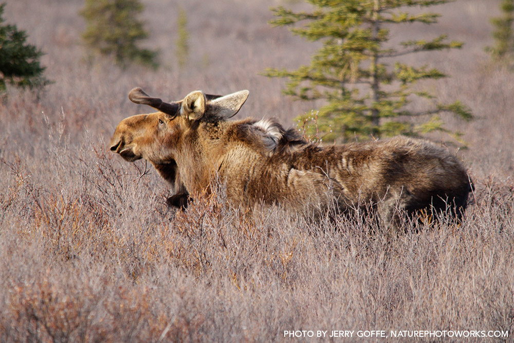 Alaska-Moose