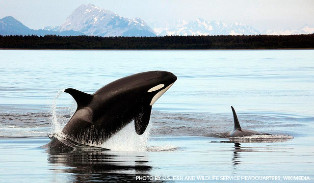 Alaska-Orca