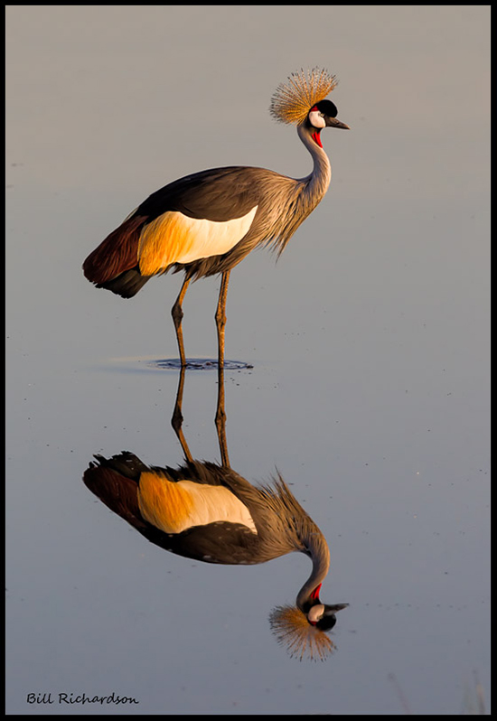 crowned-crane-reflection-