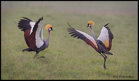 crowned-cranes-dancing2-
