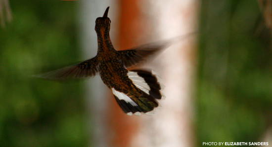 hummingbird_blog