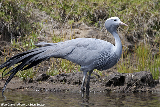 crane