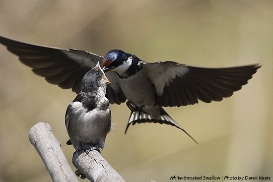 swallow2