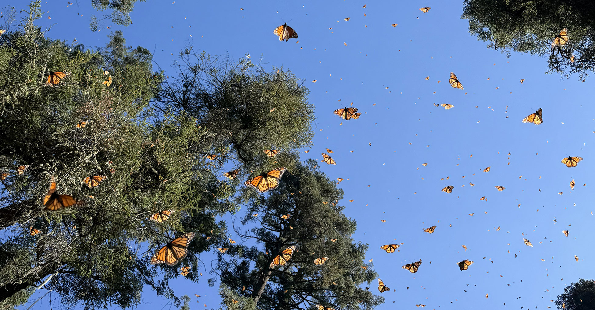 Hundreds of monarch butterflies in flight, with a backdrop of treetops and clear sky