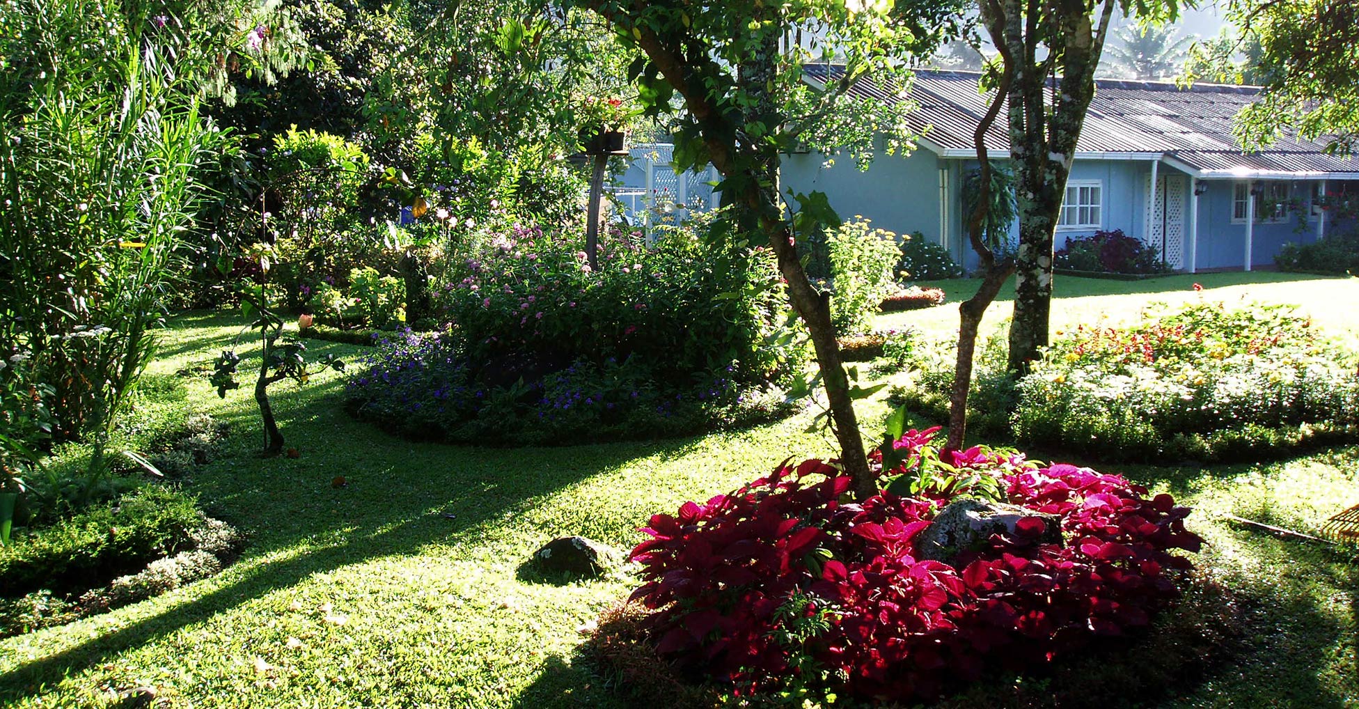 Trees and blooming flowers in a landscaped yard with a house in the background