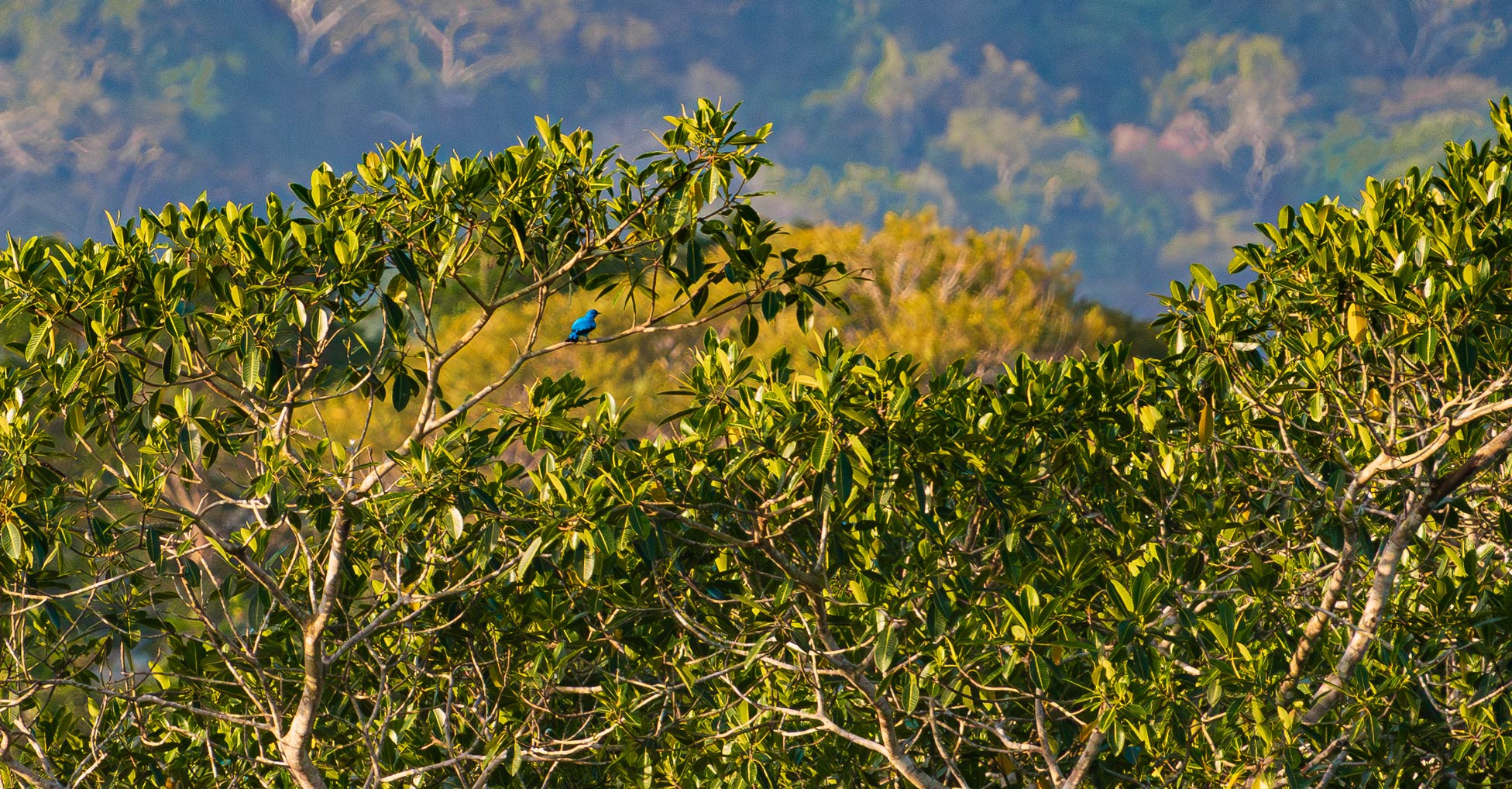 A view of treetops far away where a bird's vibrant feathers make it visible despite the distance
