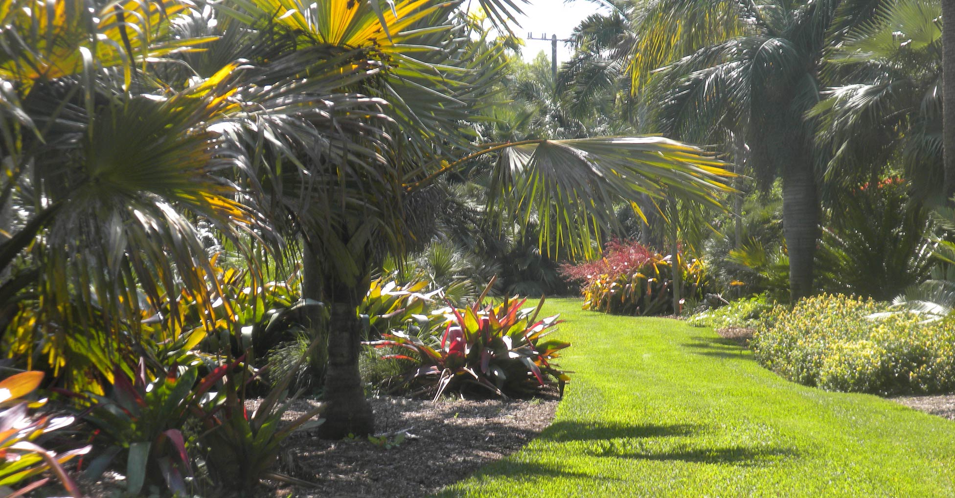 A manicured lawn pathway leads through various tropical plants