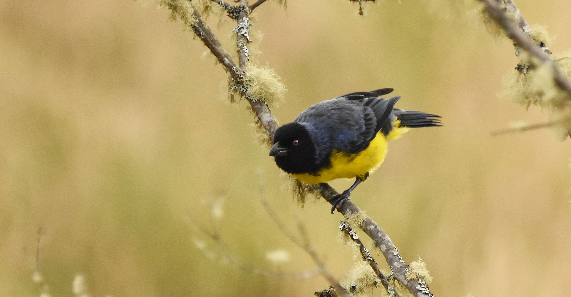 A Hooded Mountain Tanager sits perched on a small branch