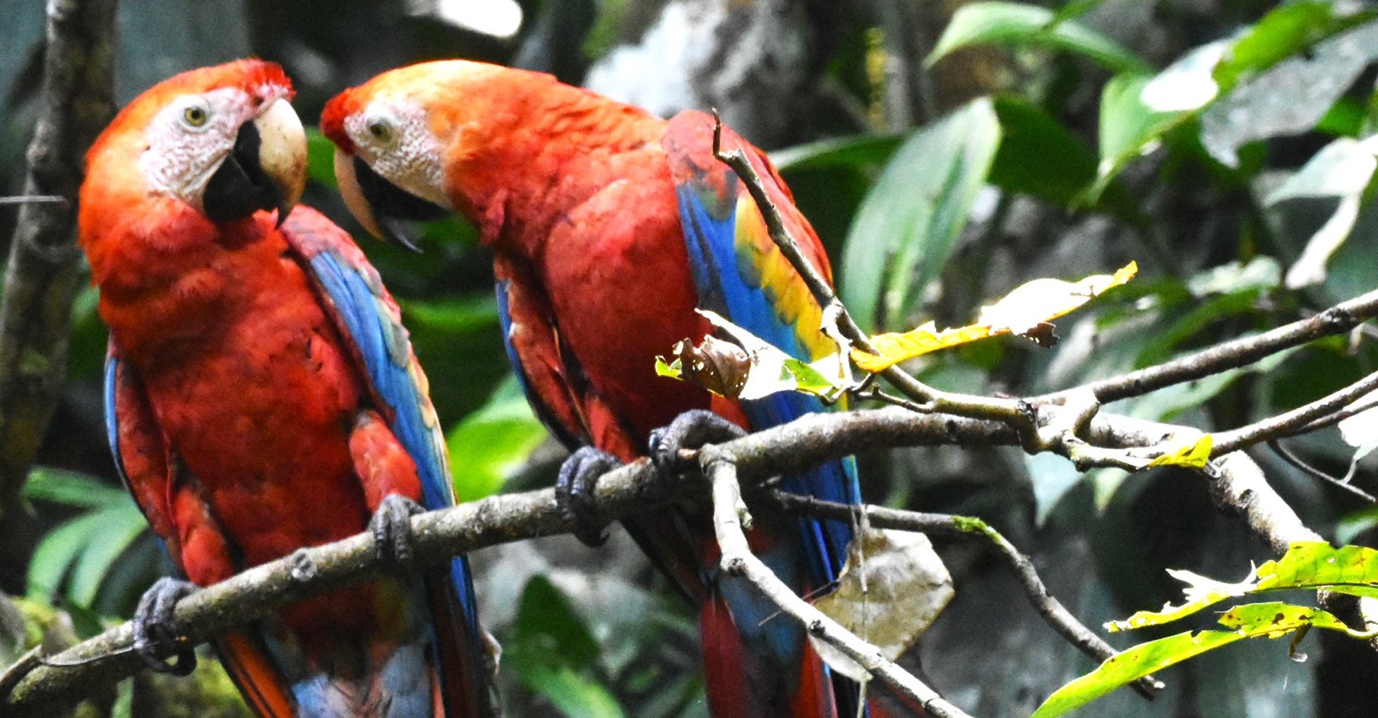 Scarlet Macaws perched on a branch at Napo River Wildlife Center in Ecuador