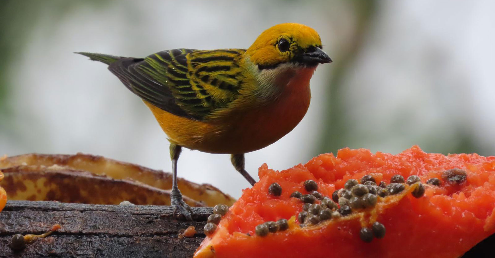 A Silver-throated Tanager feeds on a piece of papaya.