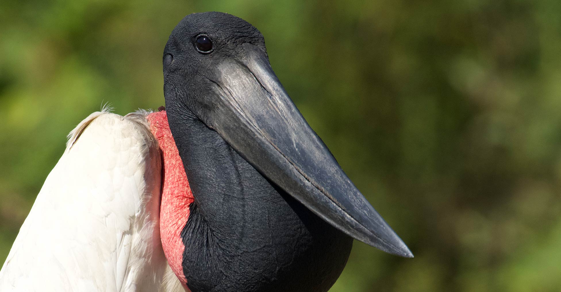 Close-up of a Jabiru stork head and neck