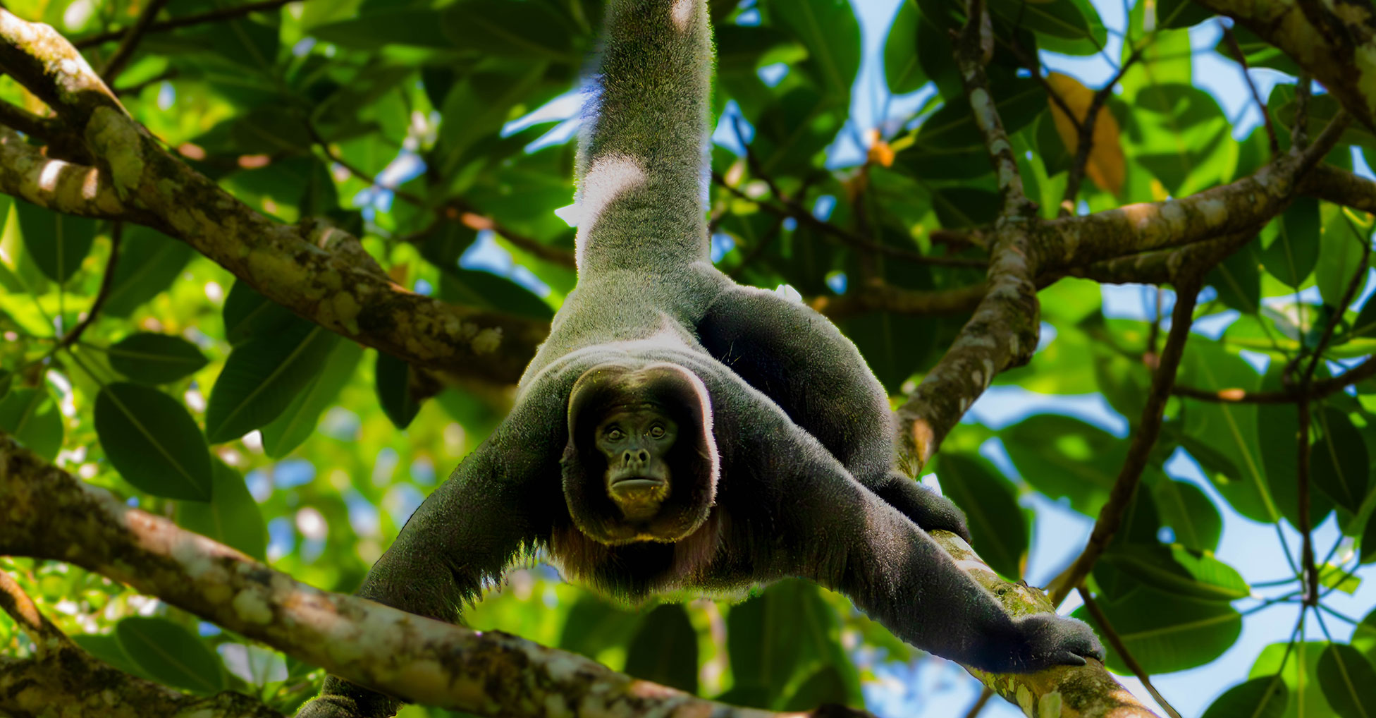 A woolly monkey balances in the branches of a tree, its limbs outstretched and tail wrapped around a branch overhead