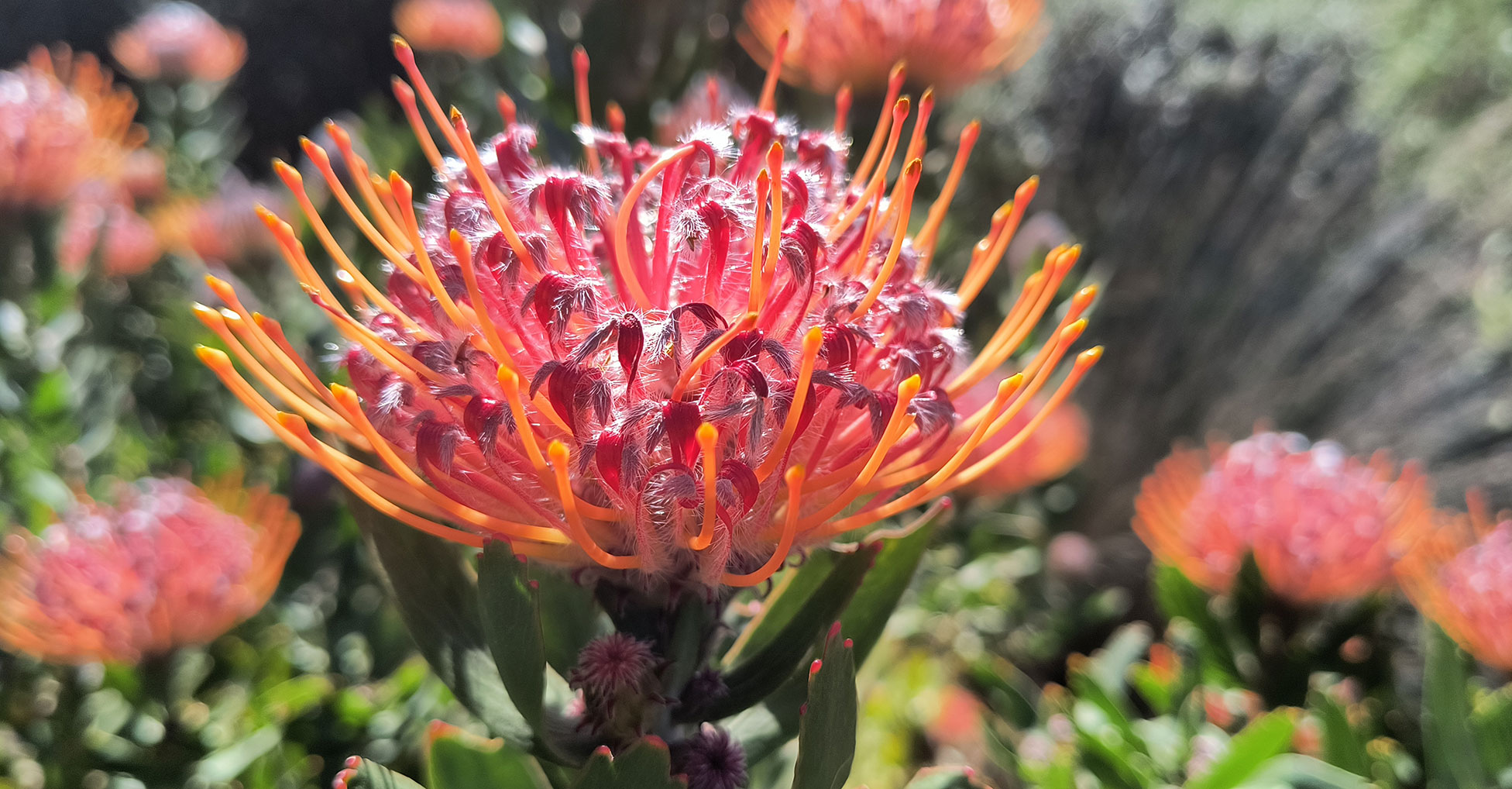 Close-up of a king protea flower in bloom