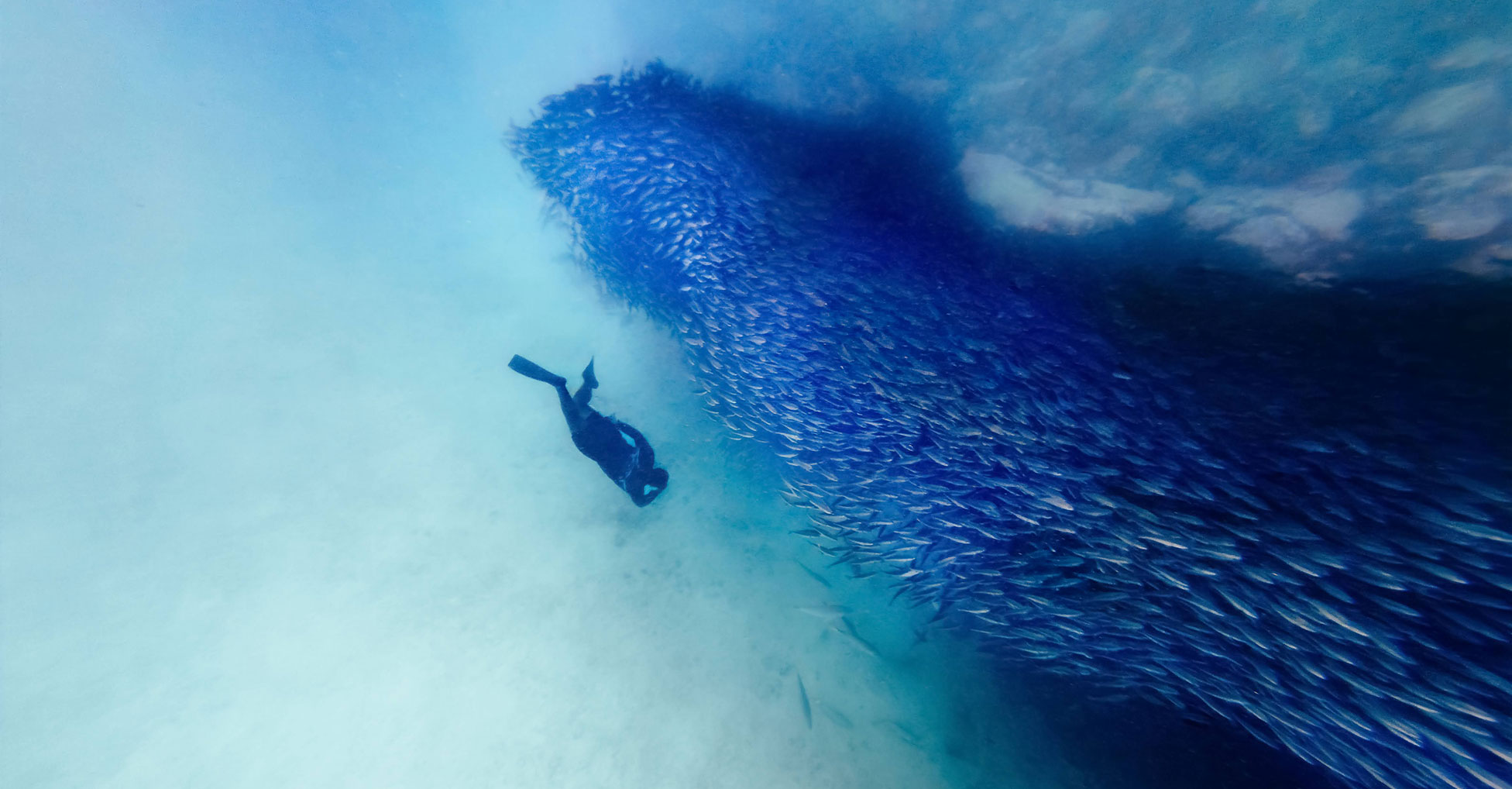 A snorkeler swims near a large school of fish underwater
