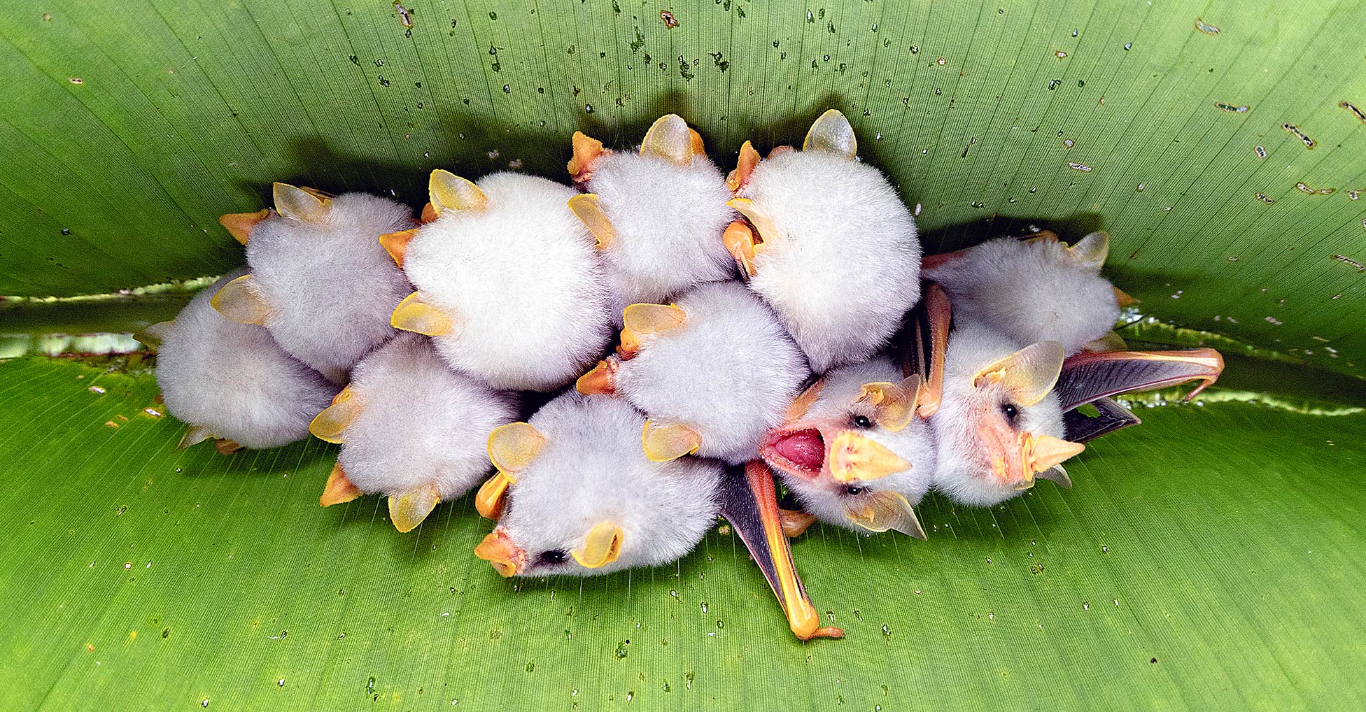 Approximately 11 small white bats cluster together on the underside of a folded leaf