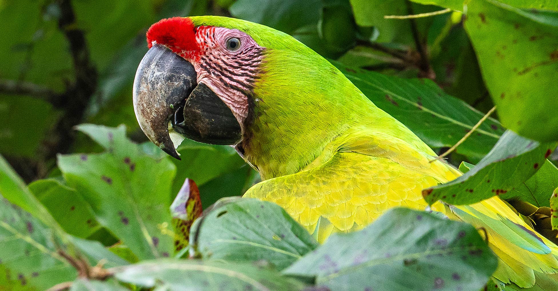 Great Green Macaw surrounded by tree leaves