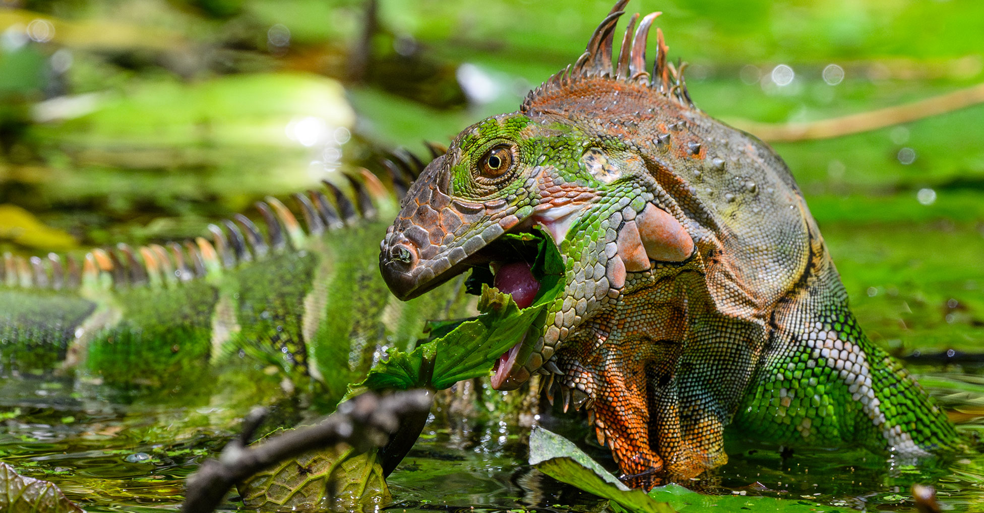 A large iguana partially submerged in water opens its mouth to bite a piece of vegetation