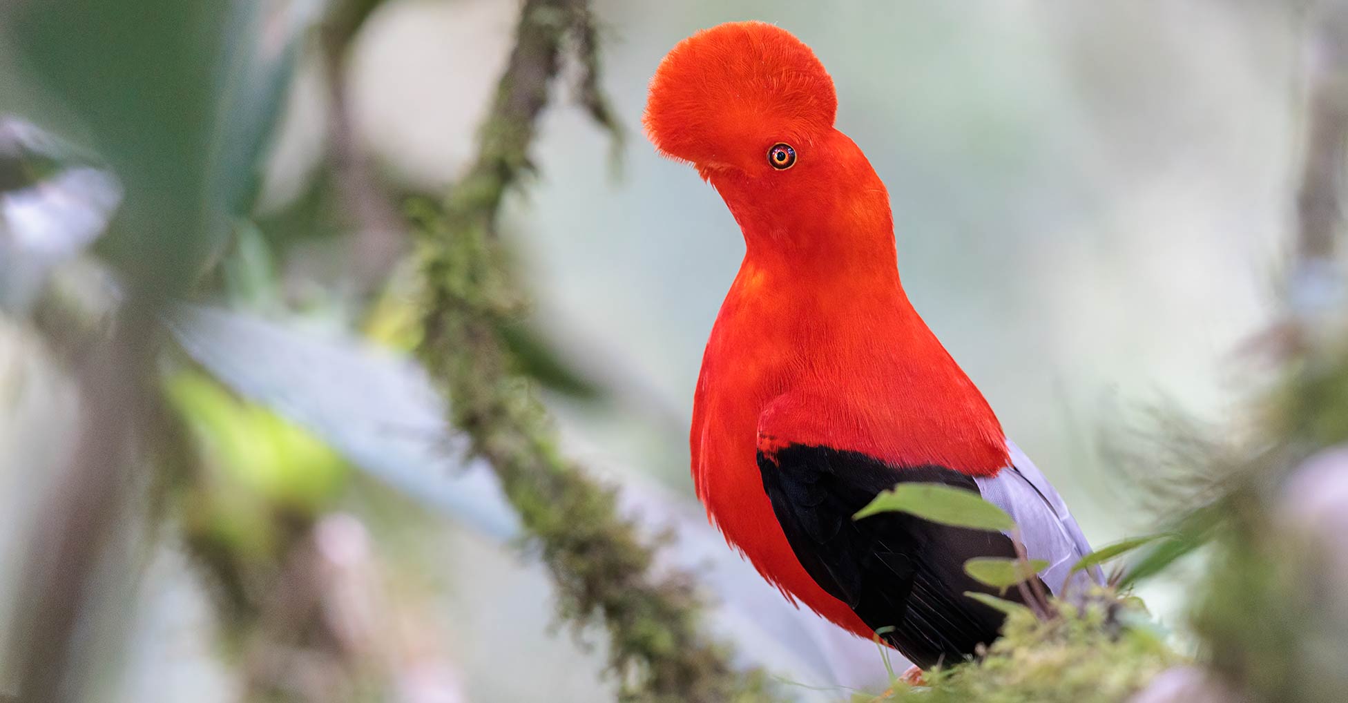 A male cock-of-the-rock bird sits perched on a branch