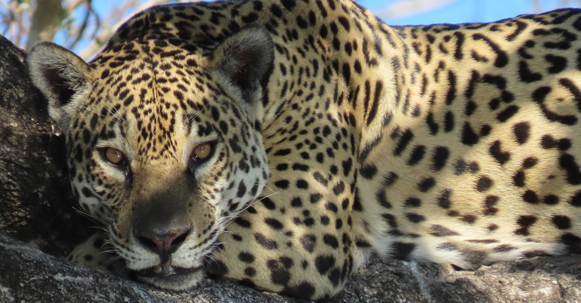 A jaguar rests on a tree branch with its head on its front paw