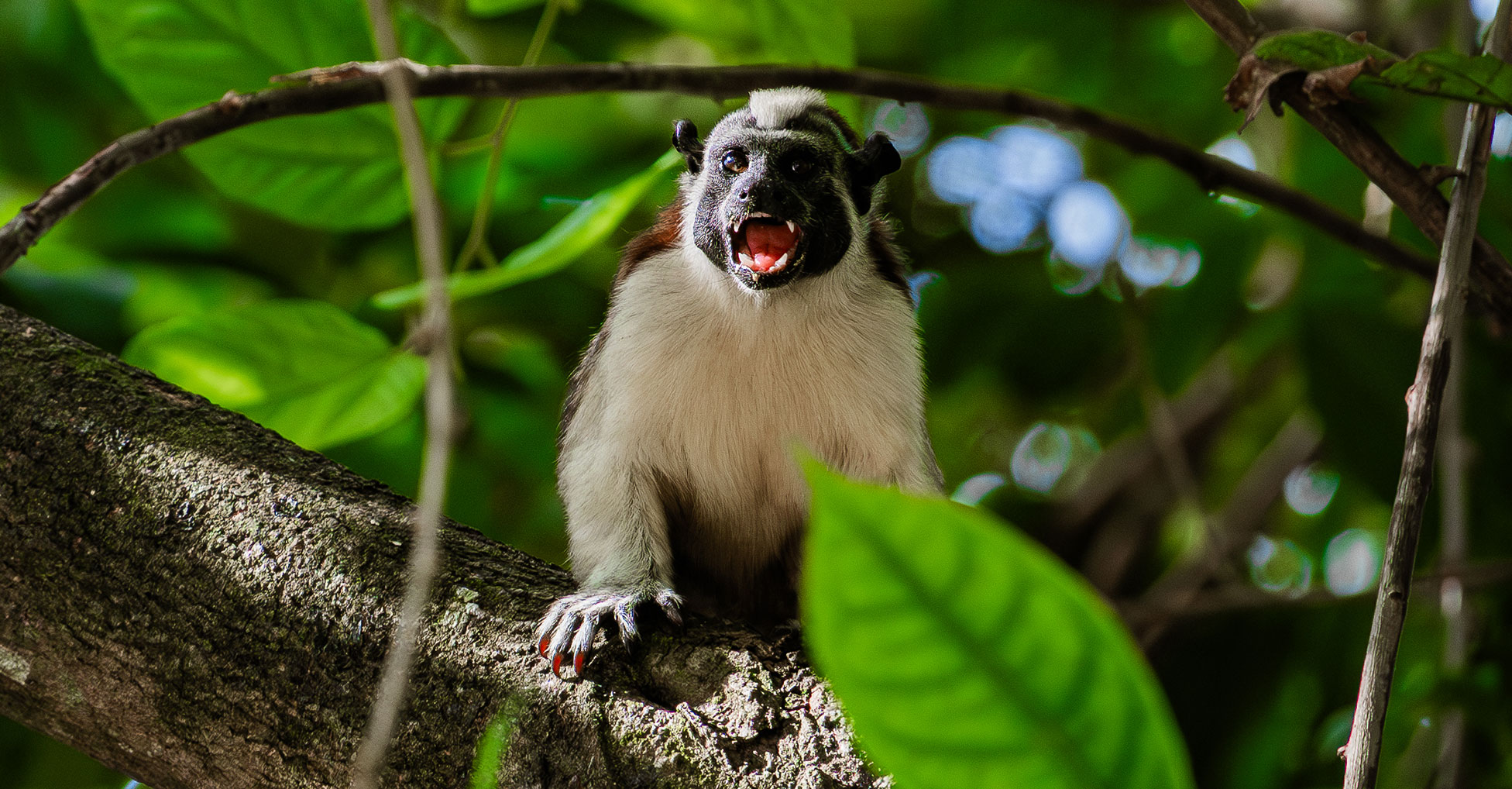 A Geoffroy's tamarin sits on a tree branch with its mouth open