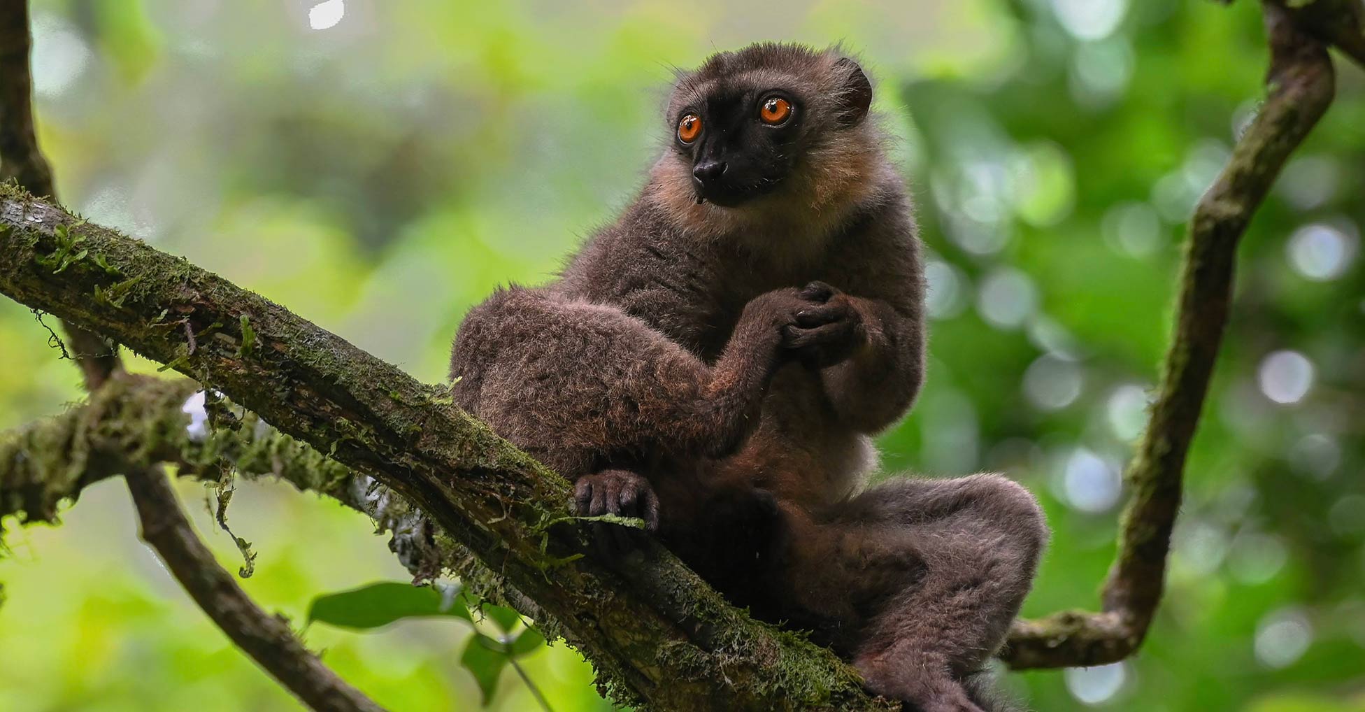 A Sanford's brown lemur sits on a moss-covered tree branch holding its foot