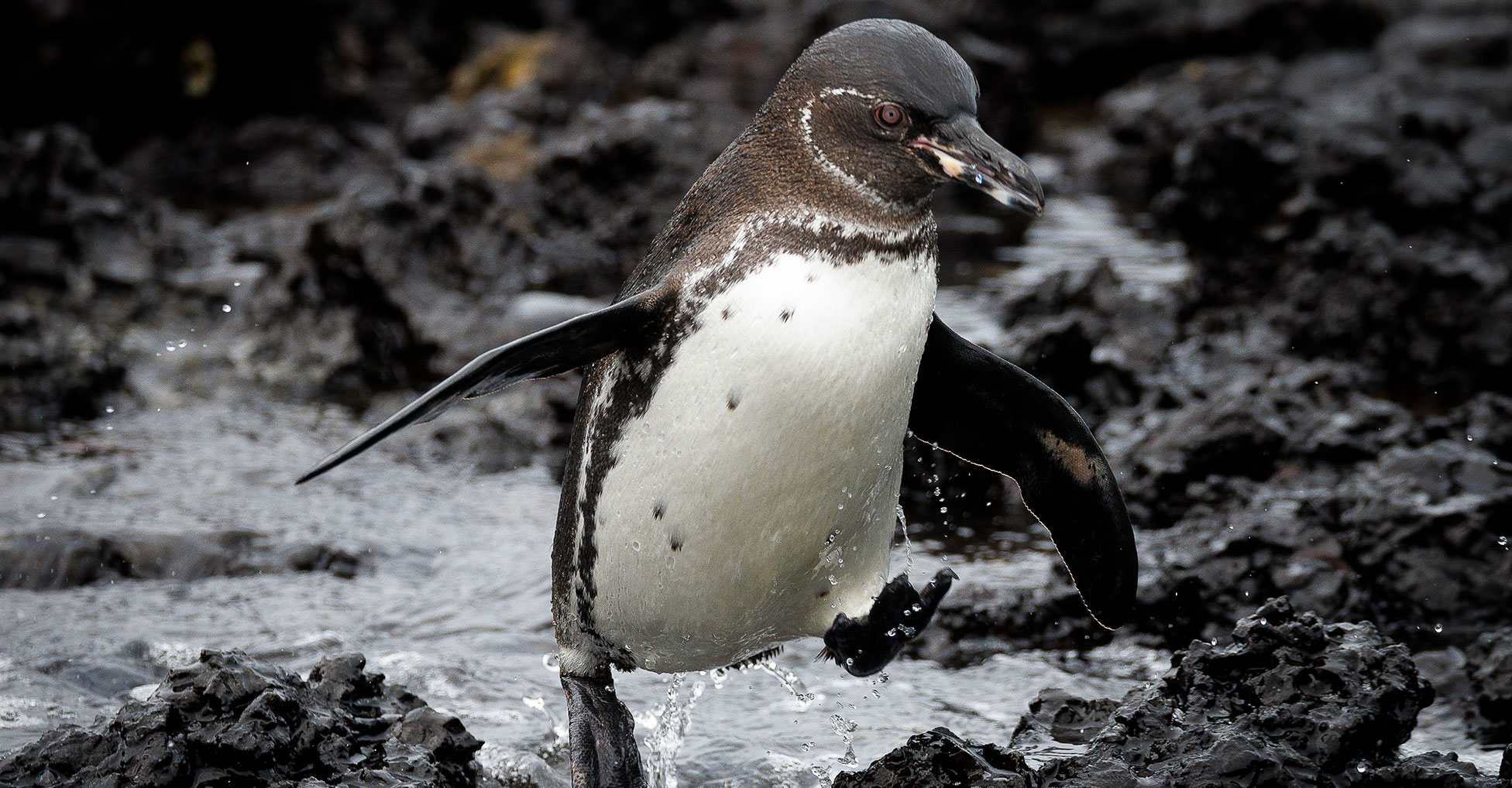 A Galapagos Penguin mid-jump over volcanic rock and seawater