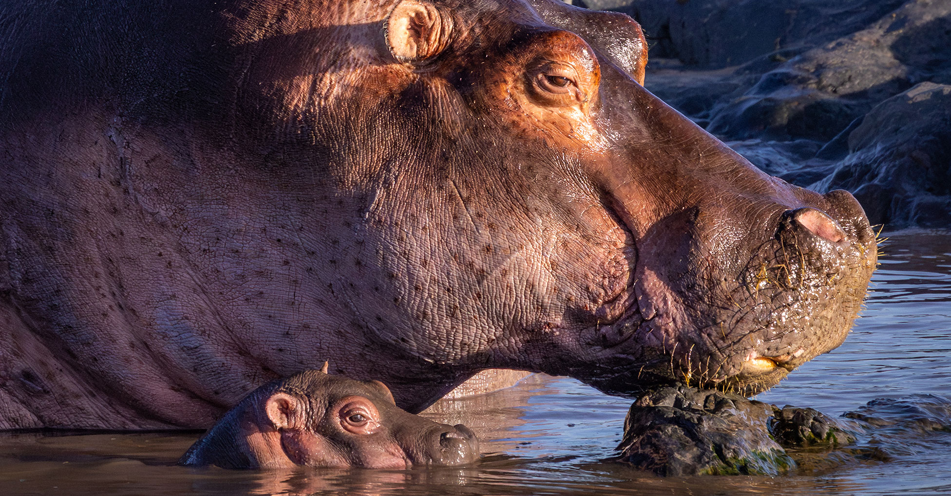 Side view of an adult hippo and calf partially submersed in water