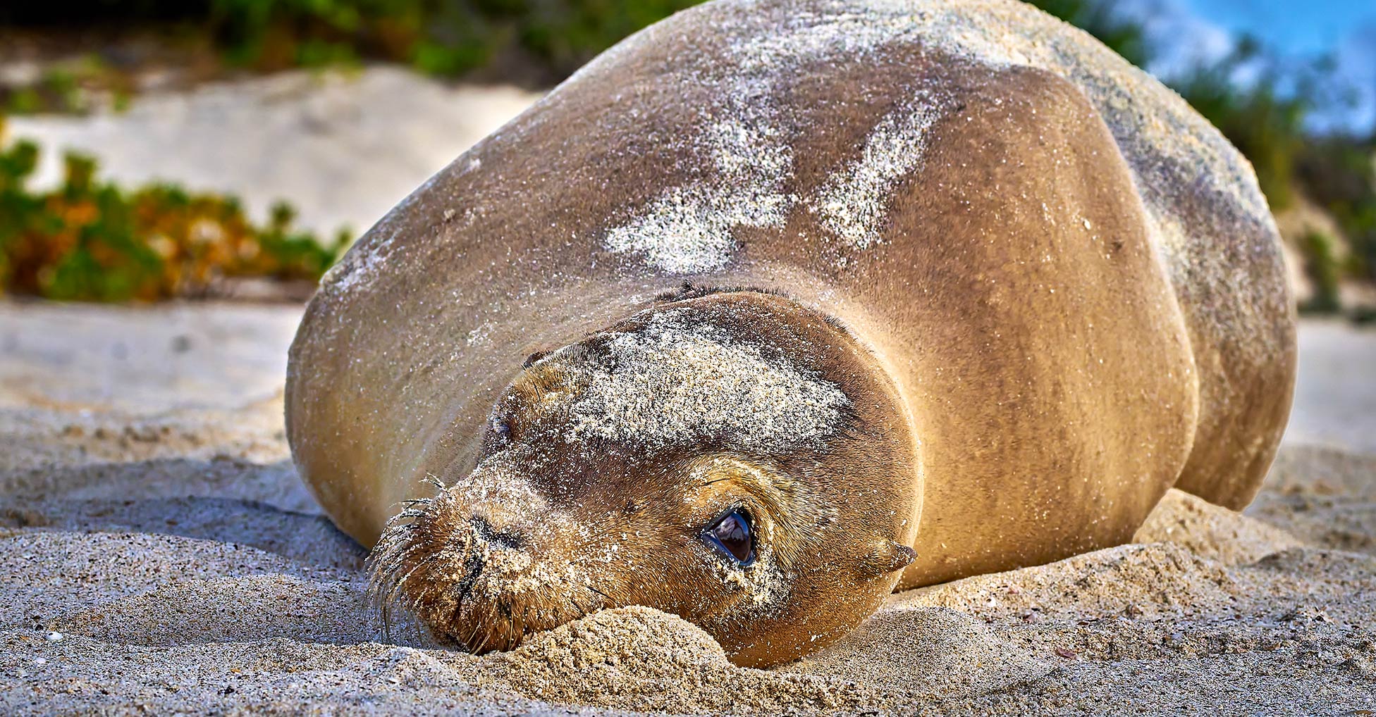 Sea lion laying in the sand on a beach