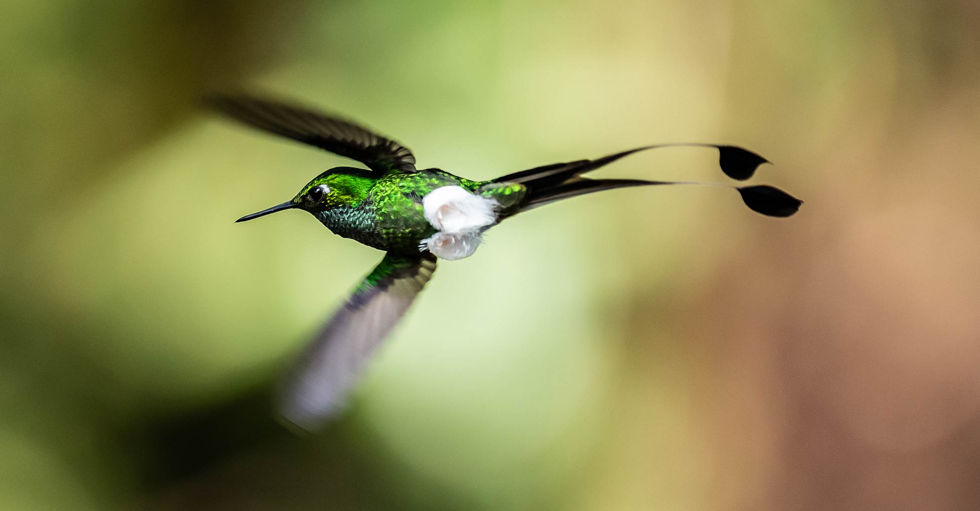 A White-booted Racket-tail hummingbird in flight