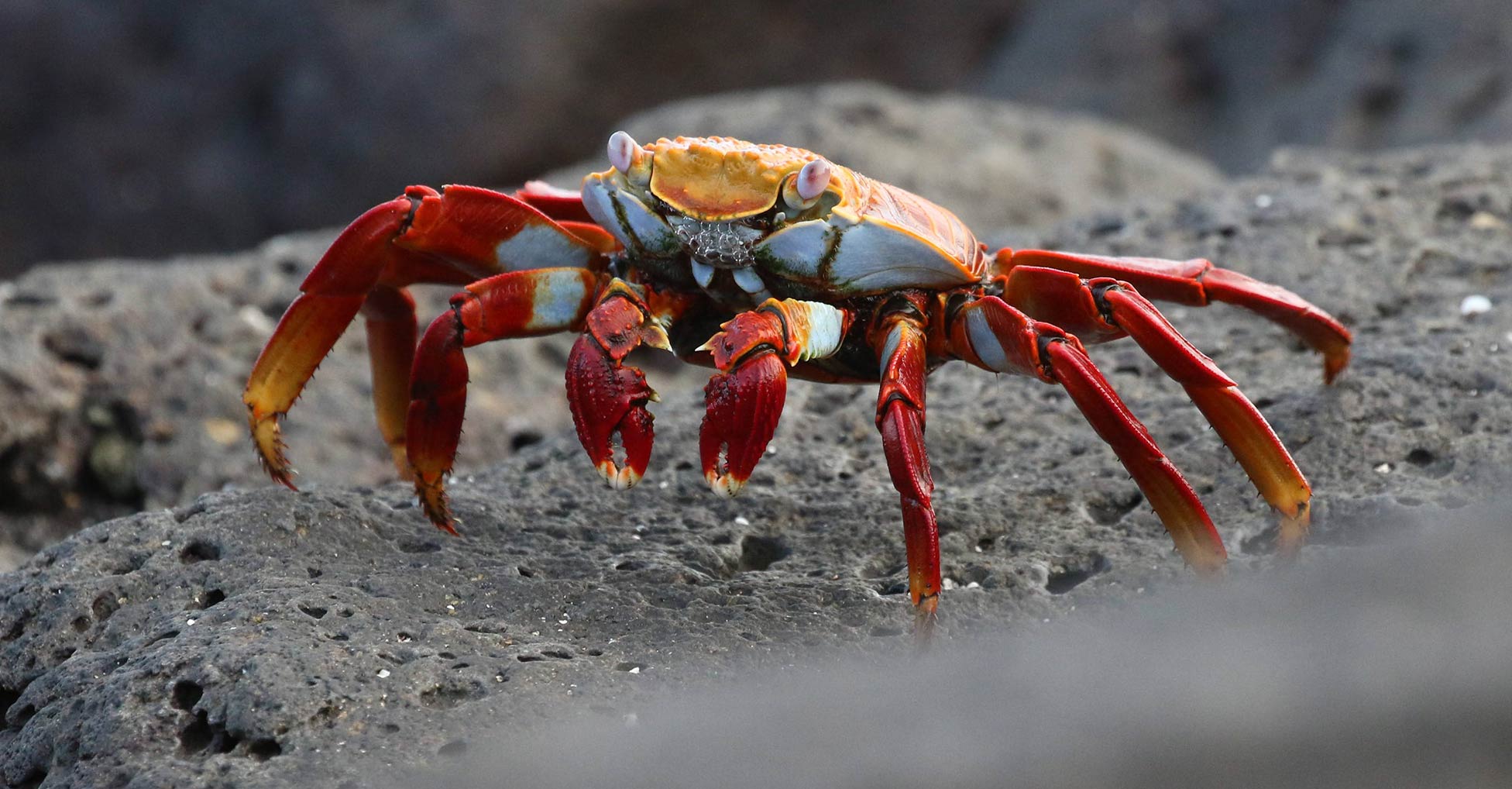 A Sally Lightfoot crab on a rocky surface