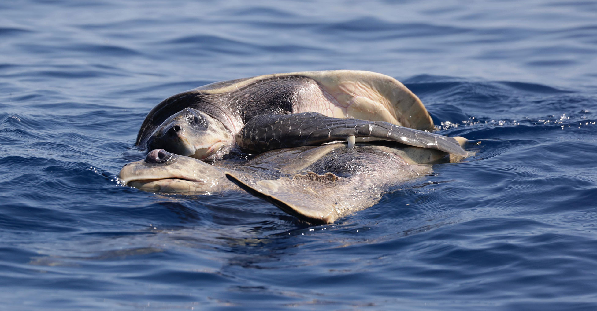 A sea turtle uses its fin to grasp onto another turtle in the water.
