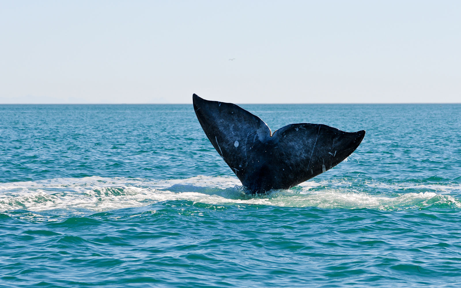 Gray whale tail above the surface of the water