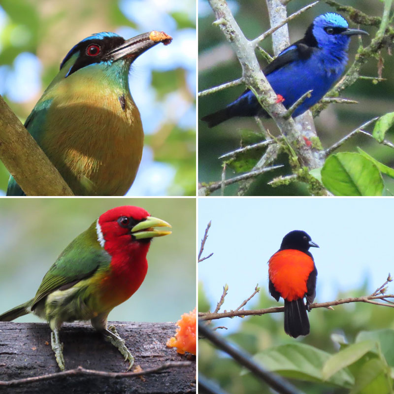 Grid collage with Lesson's Motmot, Red-legged Honeycreeper, Red-headed Barbet, and Scarlet-rumped Tanager.